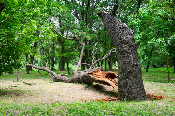 Tree and Shrub Care in Concord, NH